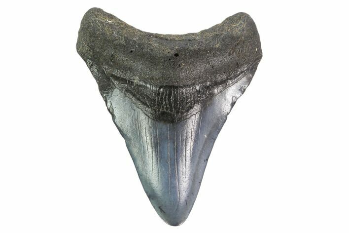 2.95" Juvenile Megalodon Tooth - South Carolina